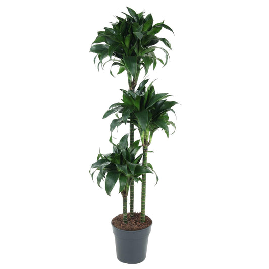 Dracaena Tatuade (140 cm - ø24)