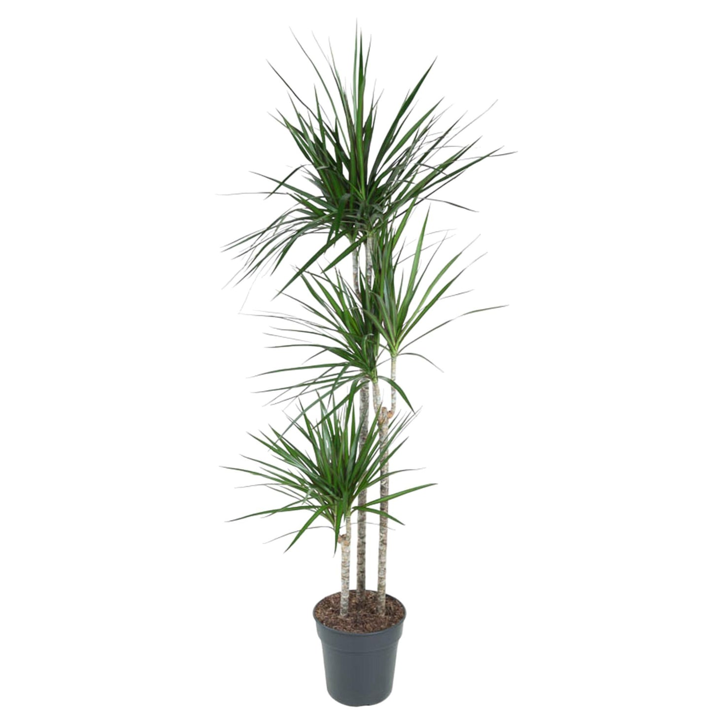 Dracaena Marginata (160 cm - ø24)