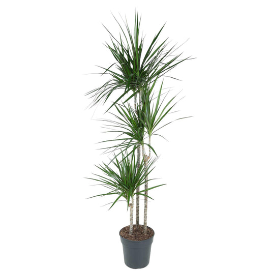 Dracaena Marginata (160 cm - ø24)