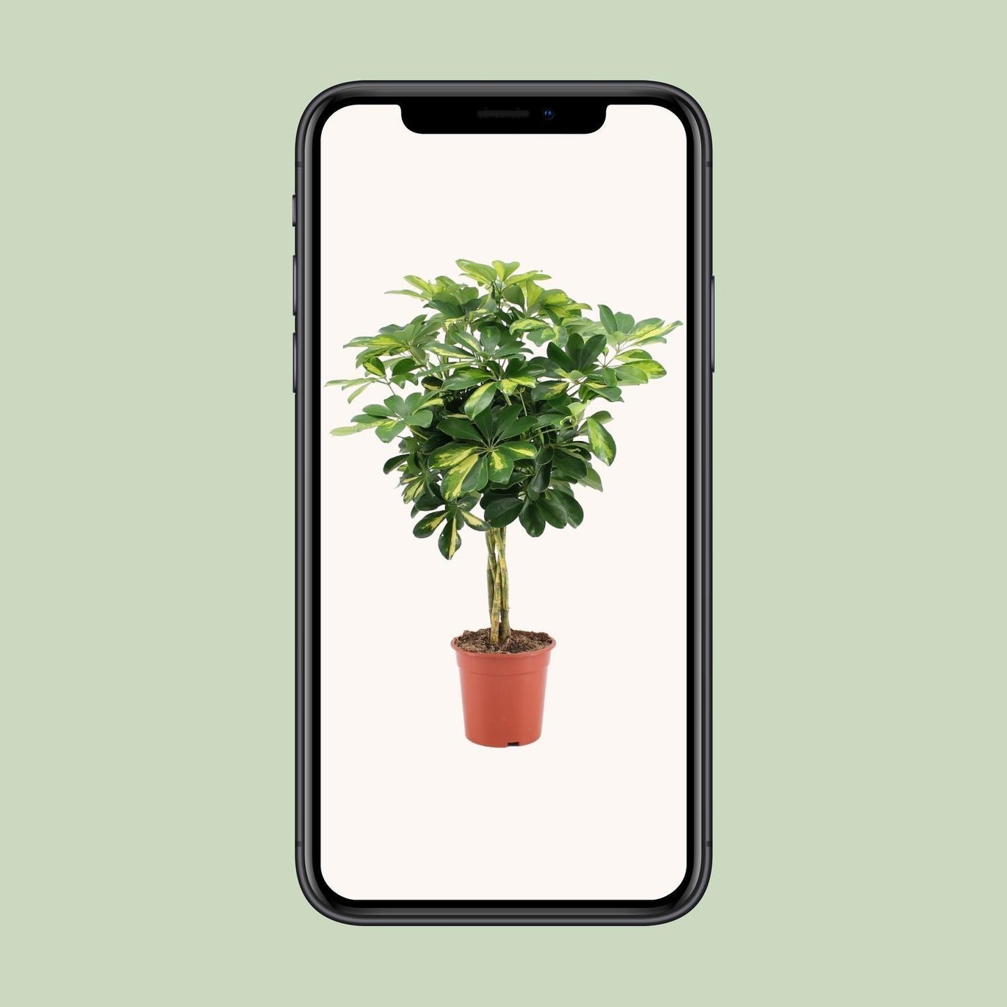 Schefflera Arboricola Gold Capella (75cm - Ø19cm)