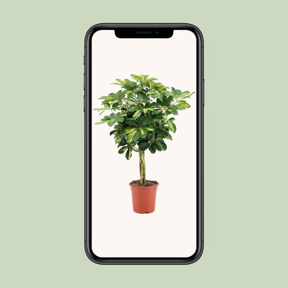 Schefflera Arboricola Gold Capella (75cm - Ø19cm)