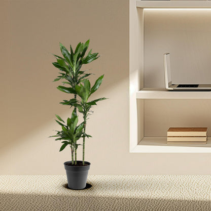 Dracaena Janet Lind (150-160 cm - ø24)