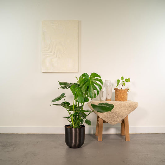 Monstera Deliciosa - (80cm - Ø21cm) + Pot Mayk Lead Plant Greenify