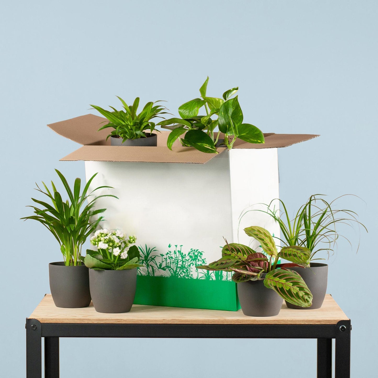 Groene Kneusjesbox (6 stuks) - incl. 6 x pot Viber zwart Plant Greenify