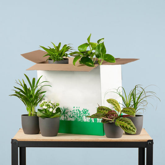 Groene Kneusjesbox (6 stuks) - incl. 6 x pot Viber zwart Plant Greenify