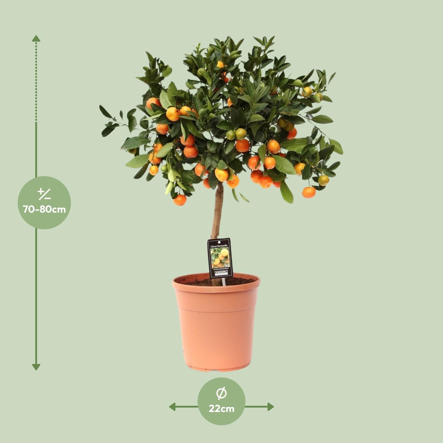 Citrus Calamondin - Ø22cm - 80cm Plant Greenify