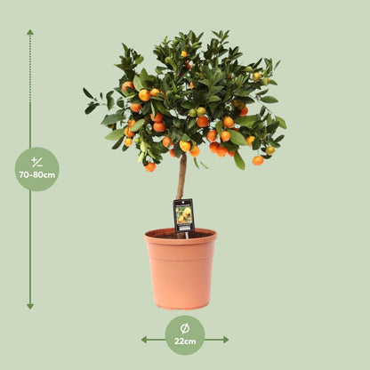Citrus Calamondin - Ø22cm - 80cm Plant Greenify