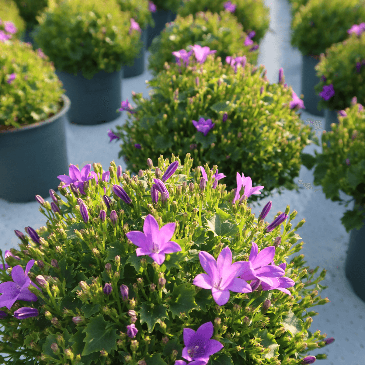 Campanula Addenda Ambella Intense purple in Malaga sierpotten - potmaat 12cm Plant Greenify