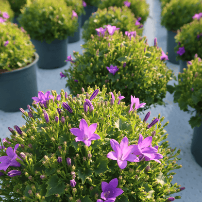 Campanula Addenda Ambella Intense purple in Malaga sierpotten - potmaat 12cm Plant Greenify