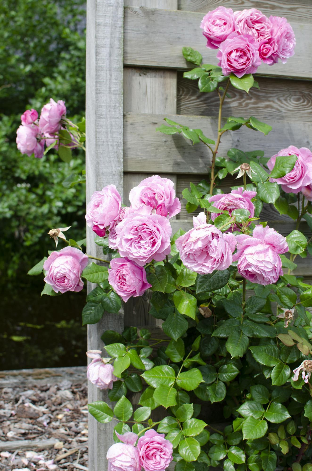 Rosa Crazy in love 'Pink' - Roze Roos - Ø15cm Plant Greenify