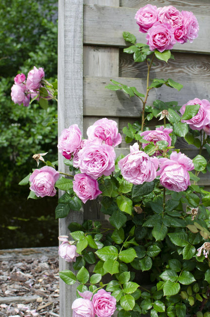 Rosa Crazy in love 'Pink' - Roze Roos - Ø15cm Plant Greenify