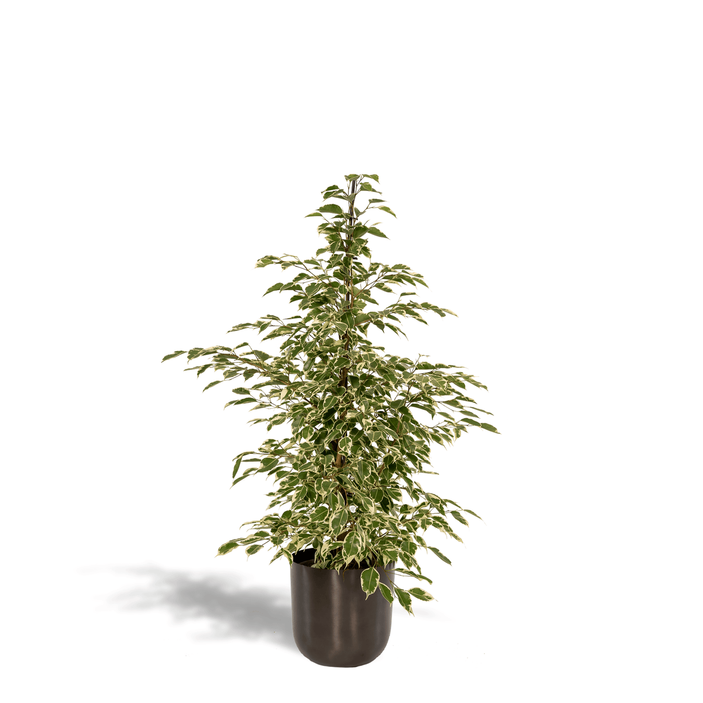 Ficus benjamina Twilight - (95cm - Ø21cm) + Pot Mayk Lead Plant Greenify