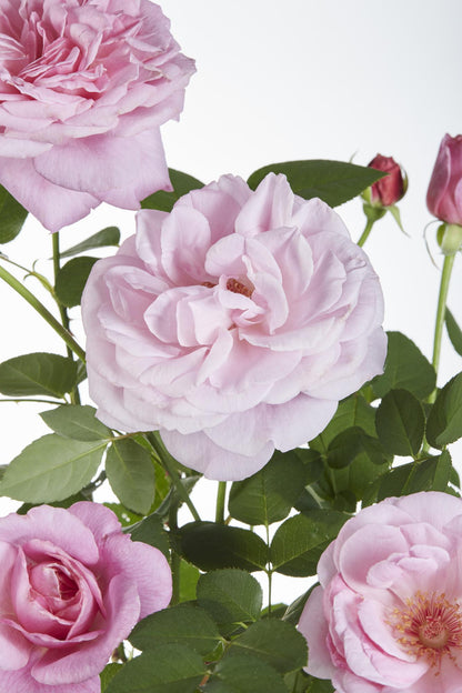 Rosa Crazy in love 'Pink' - Roze Roos - Ø15cm Plant Greenify