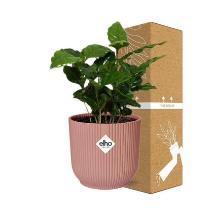 Coffea Arabica in ELHO Vibes Fold 14cm