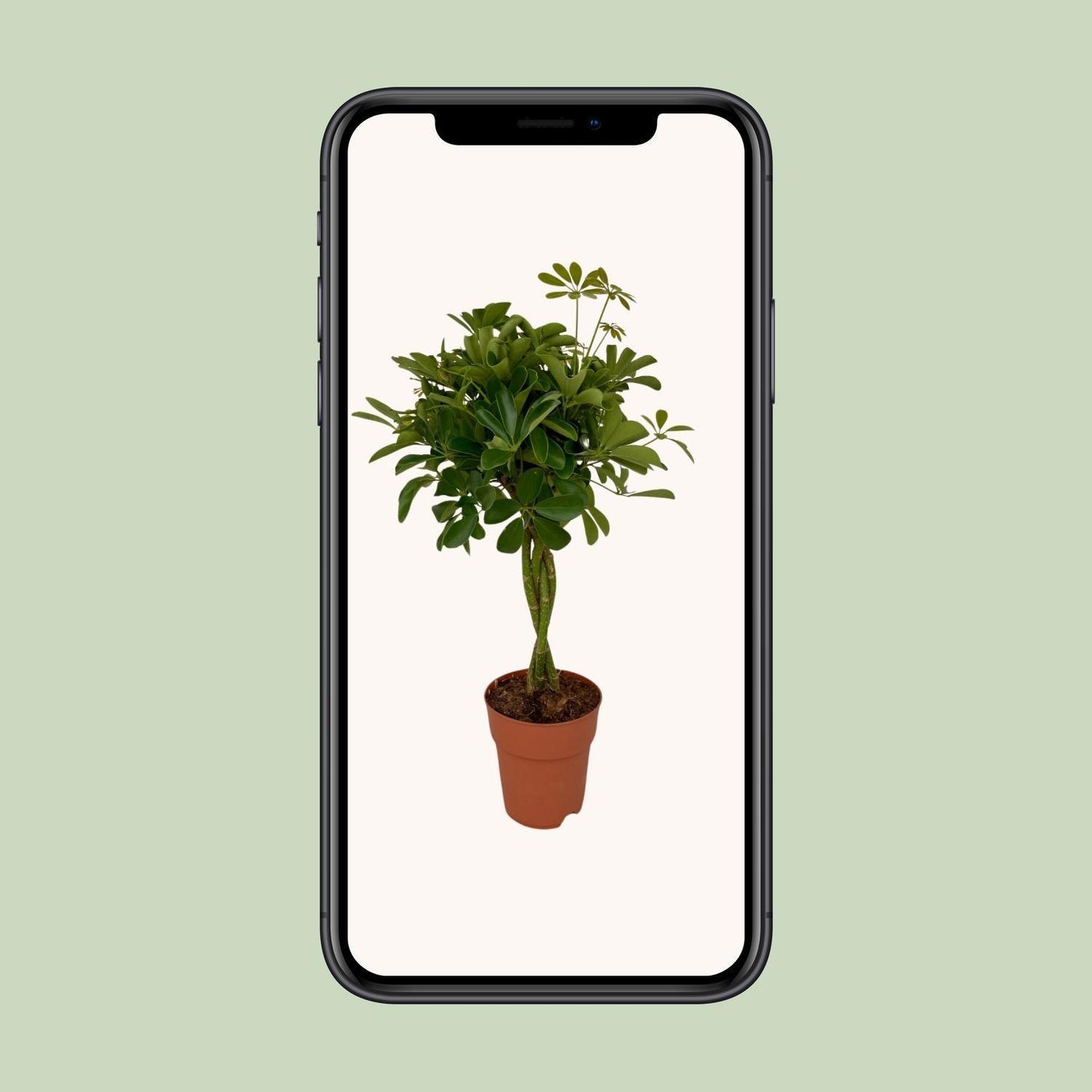 Schefflera Compacta (80cm - Ø19cm)