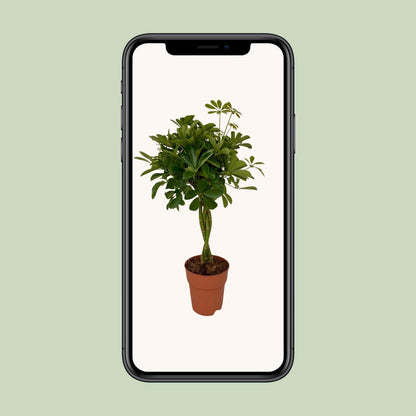 Schefflera Compacta (80cm - Ø19cm)
