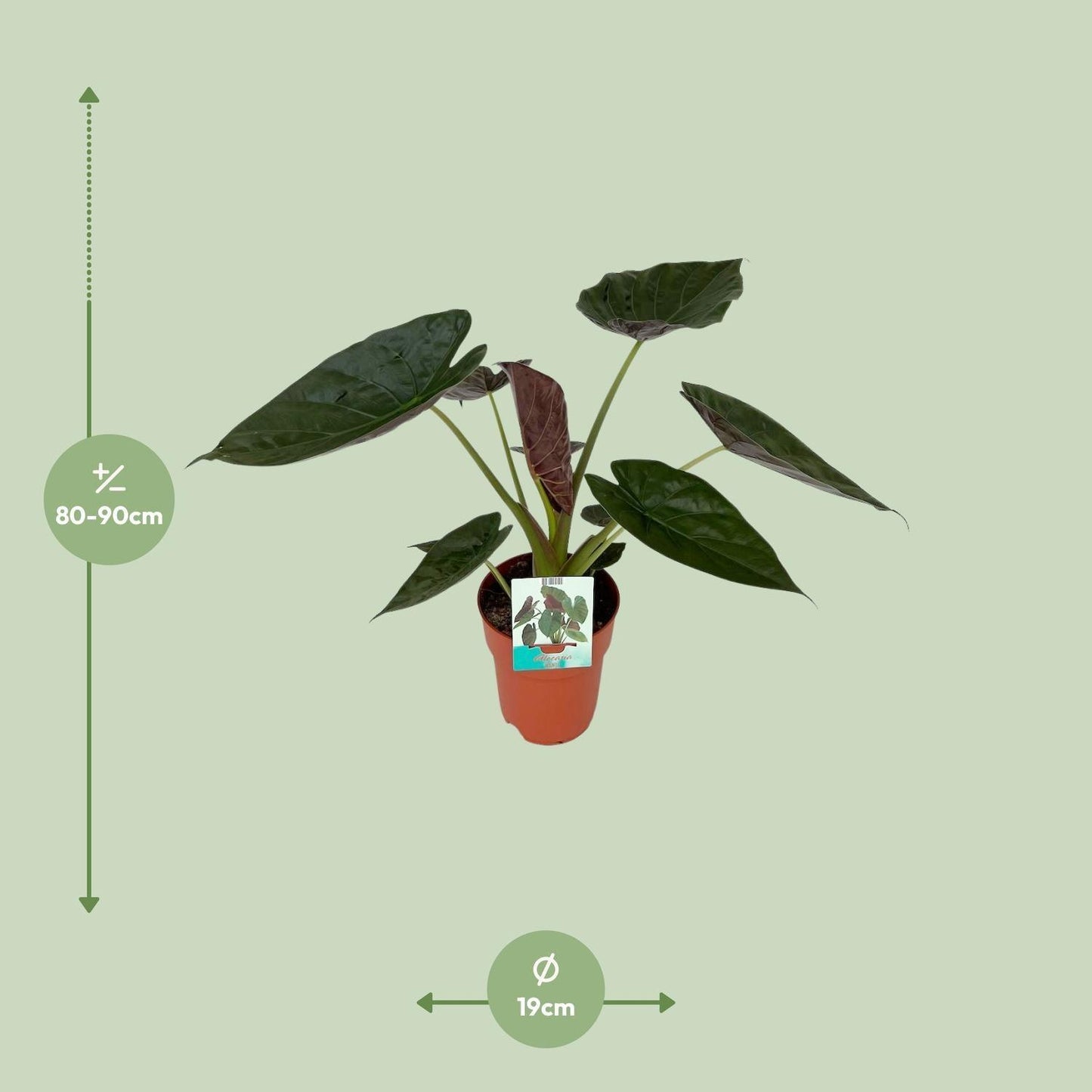 Alocasia Wentii (85cm - Ø19cm)
