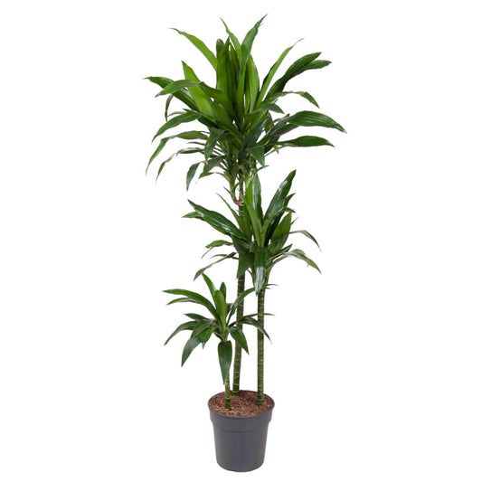 Dracaena Janet Craig (150 cm - ø24)