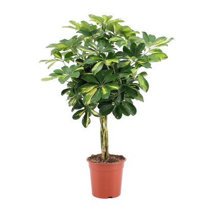 Schefflera Arboricola Gold Capella (75cm - Ø19cm)
