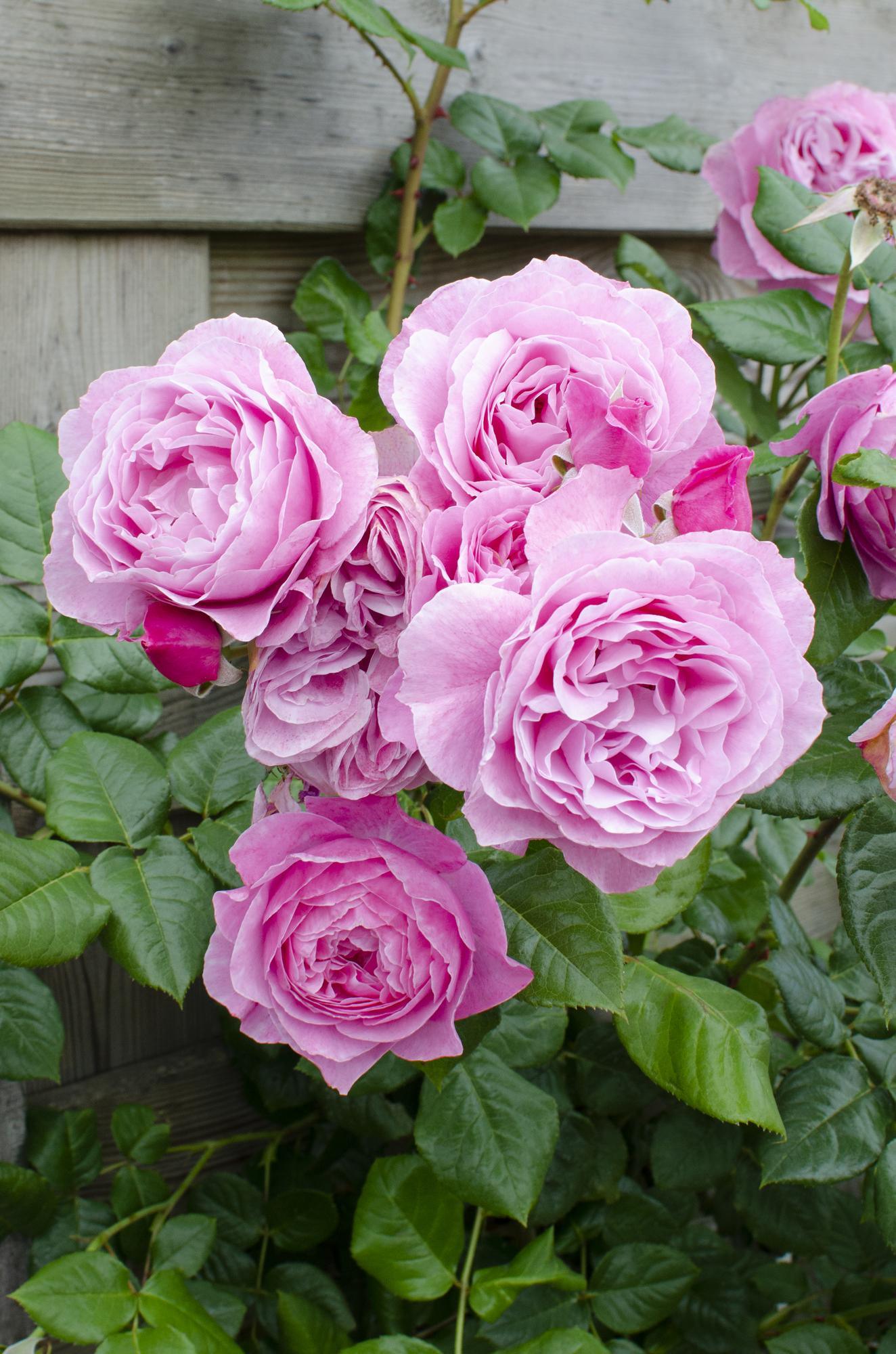 Rosa Crazy in love 'Pink' - Roze Roos - Ø15cm Plant Greenify