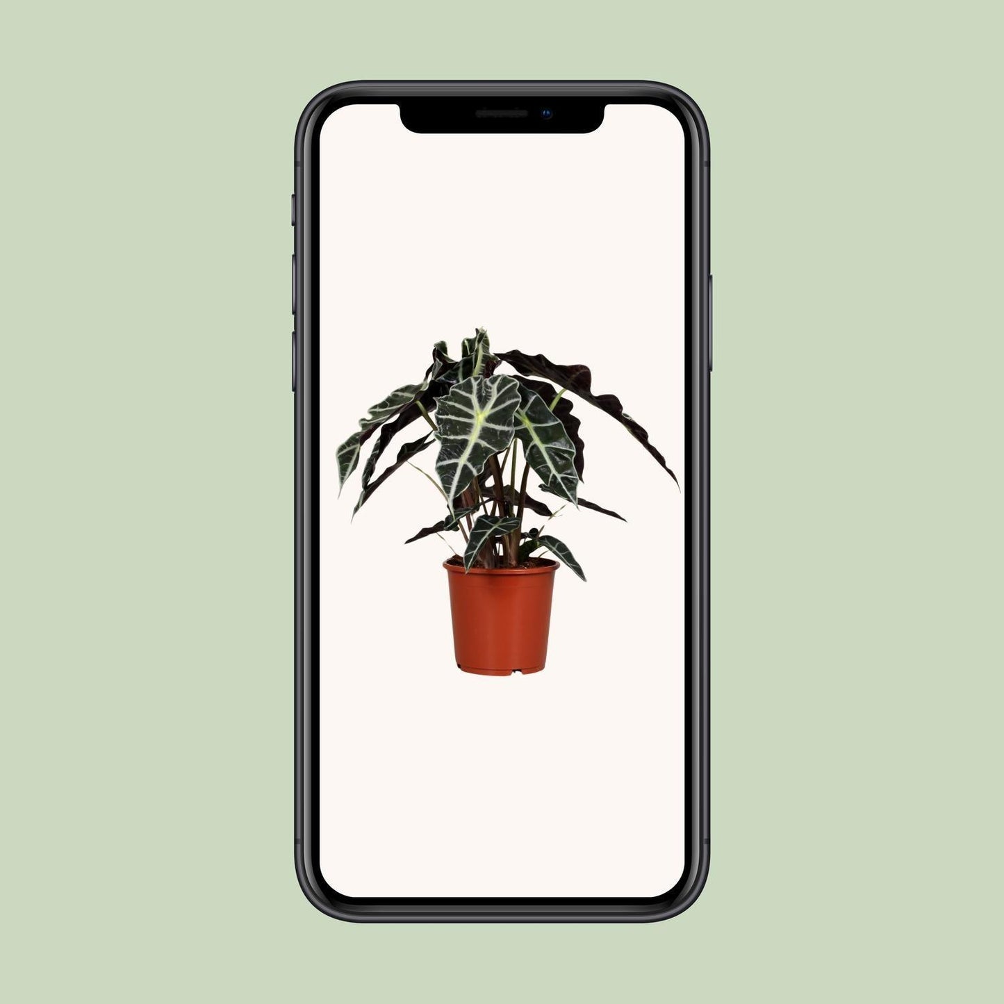 Alocasia Polly (45cm - Ø17cm)