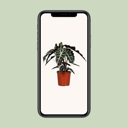 Alocasia Polly (45cm - Ø17cm)
