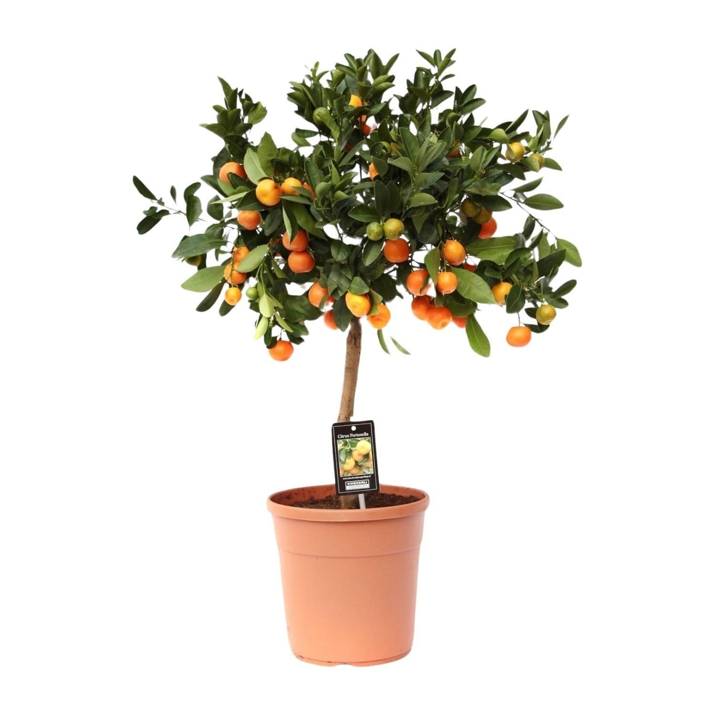 Citrus Calamondin - Ø22cm - 80cm Plant Greenify