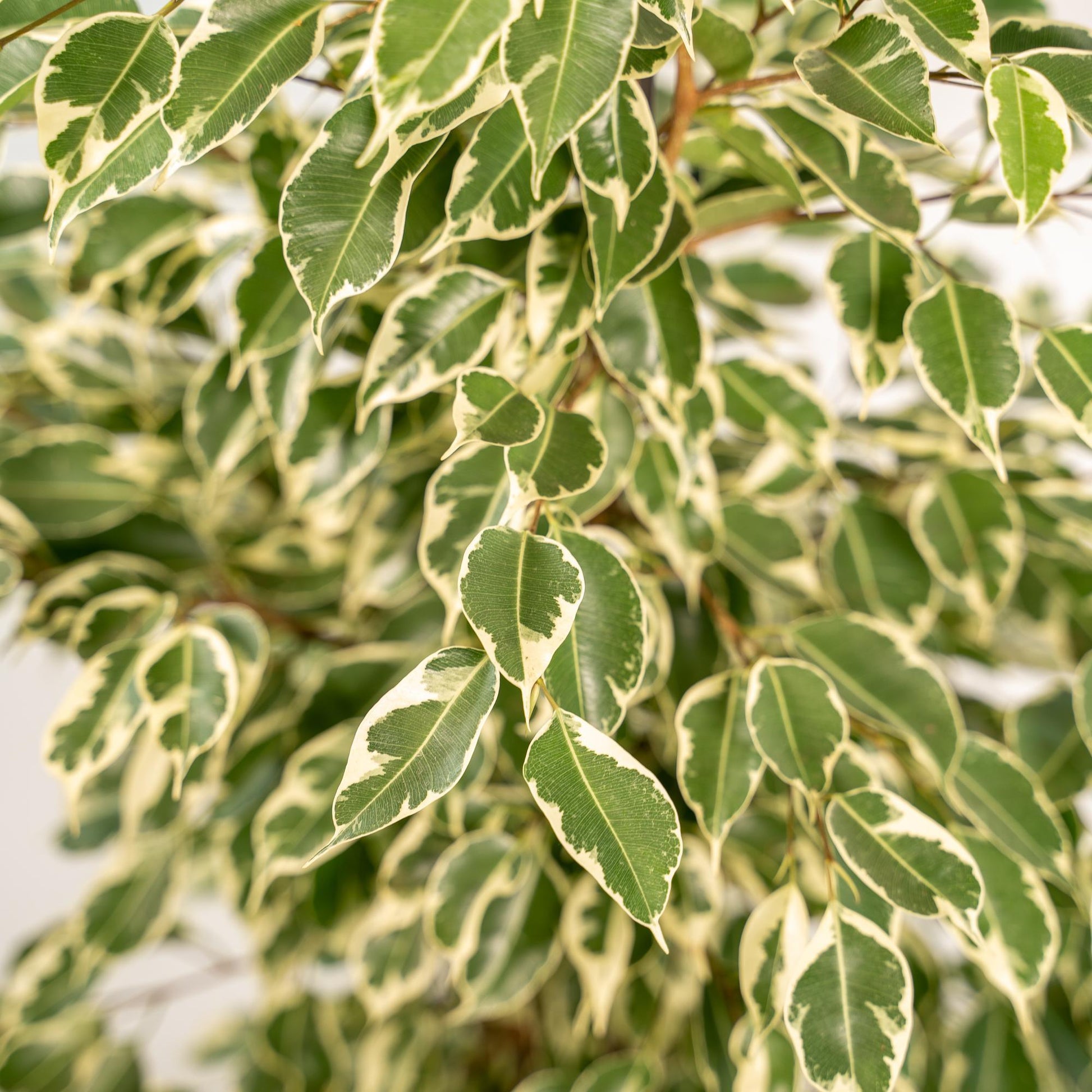 Ficus benjamina Twilight - (95cm - Ø21cm) + Pot Mayk Lead Plant Greenify