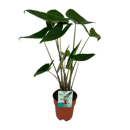 Alocasia Zebrina Olifantsoor (75cm - Ø19cm)