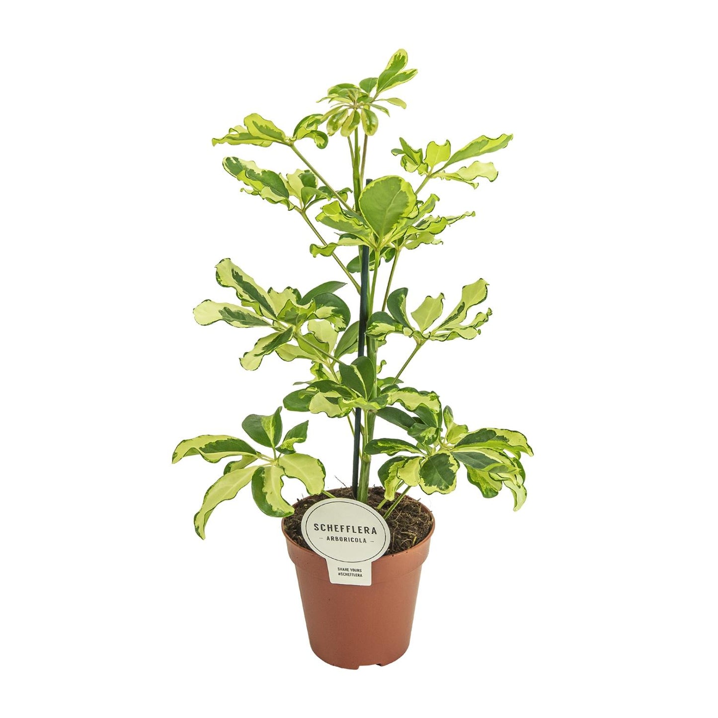 Schefflera Charlotte (45cm - Ø13cm)
