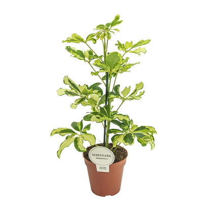 Schefflera Charlotte (45cm - Ø13cm)
