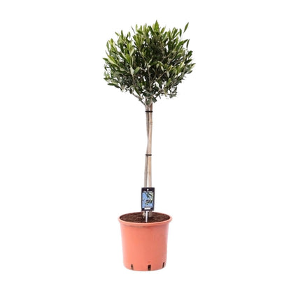 Olea Olijf - Ø22cm - 100cm Plant Greenify