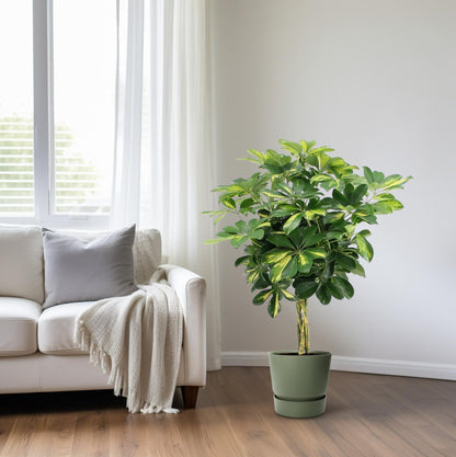 Schefflera Arboricola Gold Capella (75cm - Ø19cm)