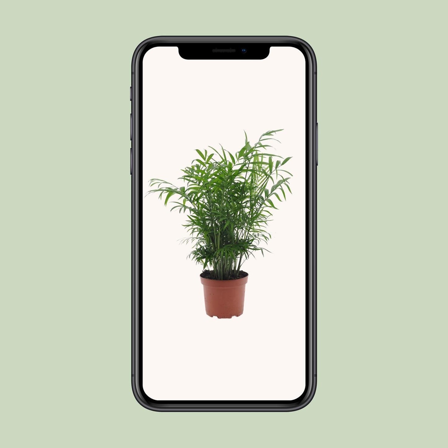 Chamaedorea Elegans zonder pot (50cm - Ø17cm)