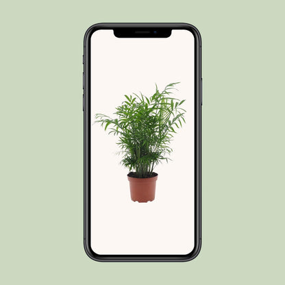 Chamaedorea Elegans zonder pot (50cm - Ø17cm)