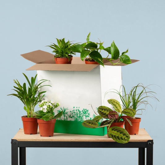 Groene Kneusjesbox (6 stuks) Plant Greenify