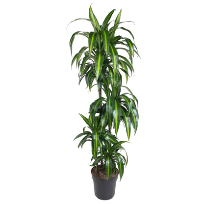 Dracaena Hawaiiana (180 cm - ø24)