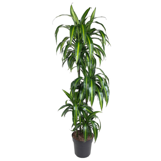 Dracaena Hawaiiana (180 cm - ø24)
