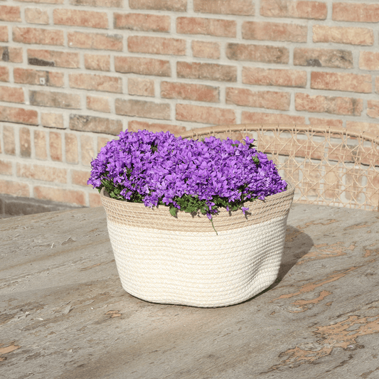 Campanula Addenda Ambella Intense purple - handgeweven rieten mand Plant Greenify