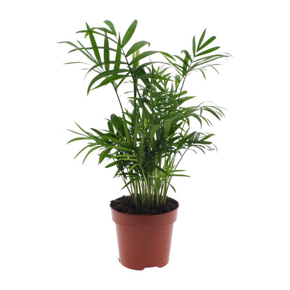 Chamaedorea Elegans - Mexicaanse Bergpalm zonder pot (40cm - Ø12cm)