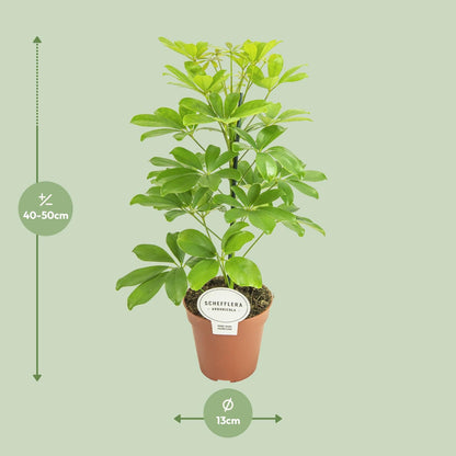 Schefflera Nora (45cm - Ø13cm)