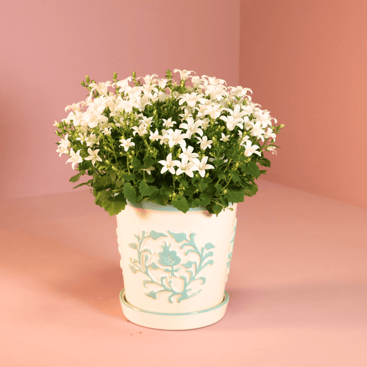 Campanula Addenda Ambella White in Malaga sierpotten - potmaat 12cm Plant Greenify