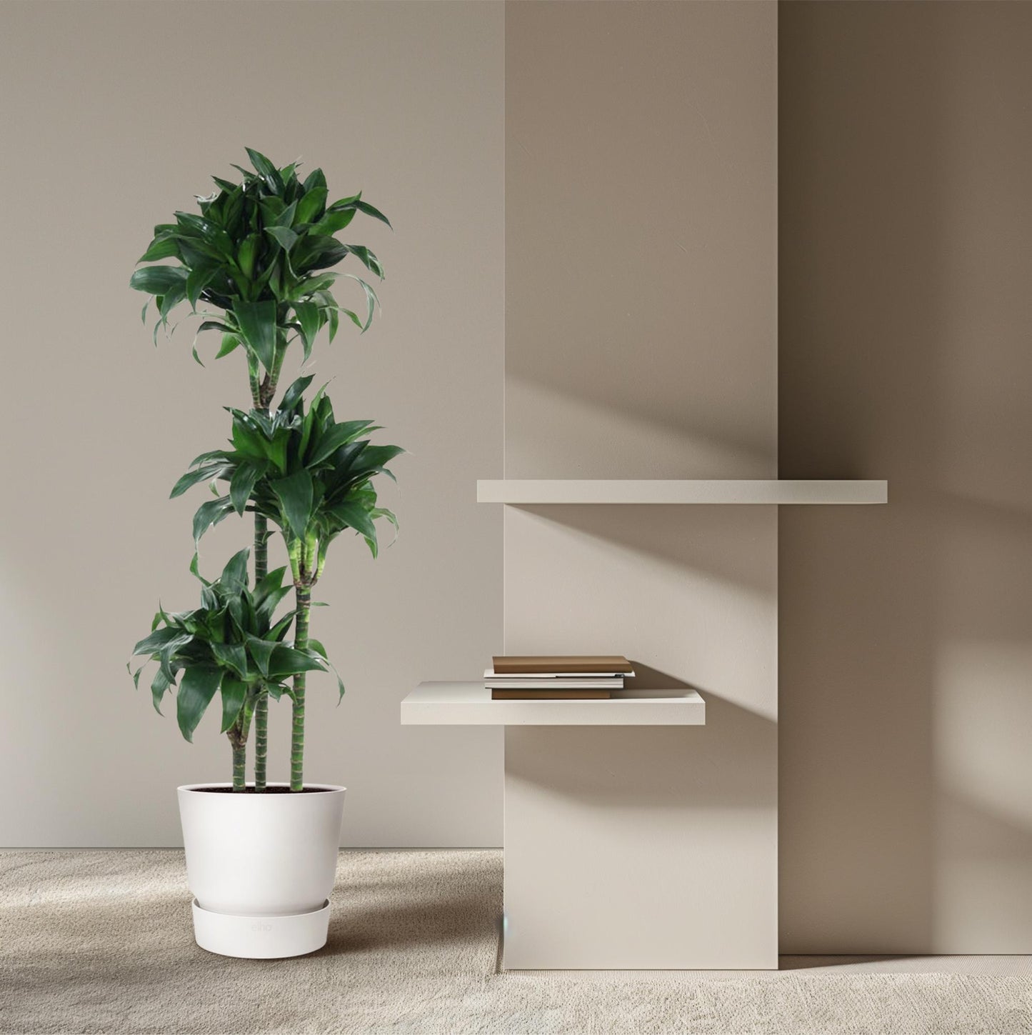 Dracaena Tatuade (140 cm - ø24)