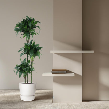 Dracaena Tatuade (140 cm - ø24)