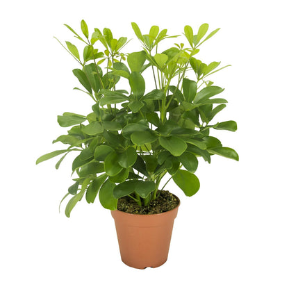 Schefflera Nora (35cm - Ø13cm)