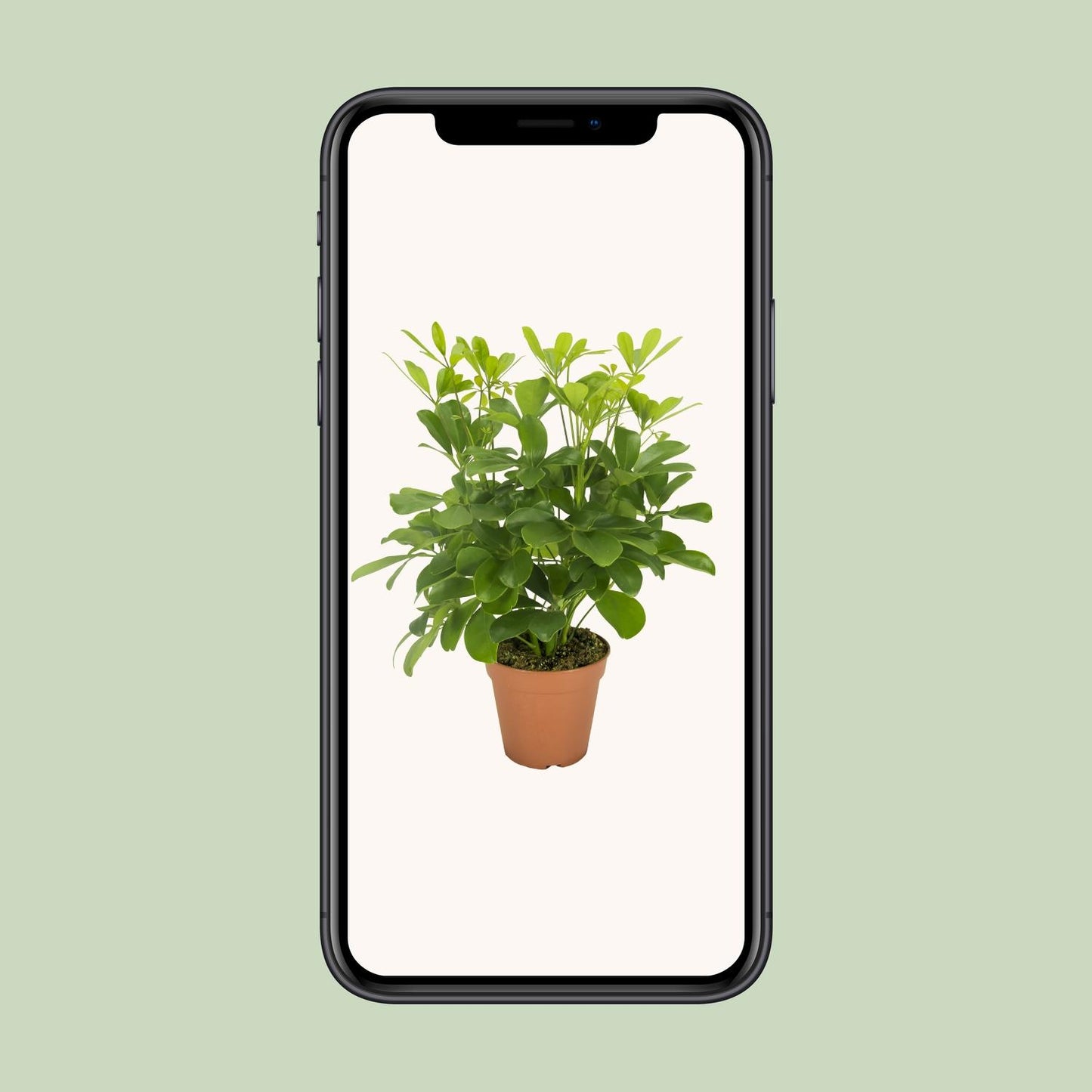 Schefflera Nora (35cm - Ø13cm)