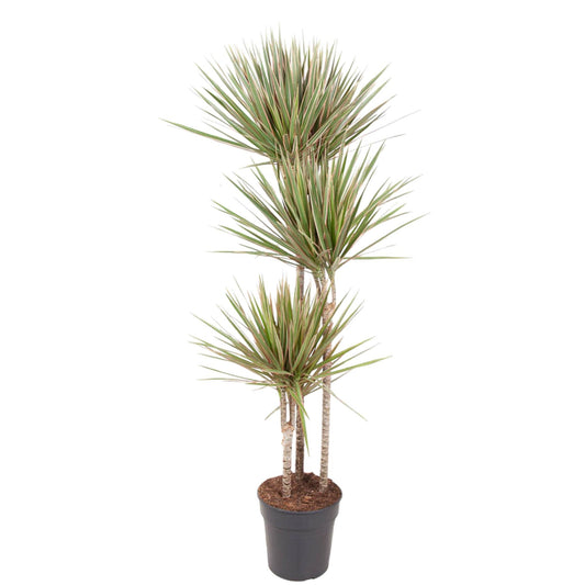 Dracaena Bicolor (150 cm - ø24)
