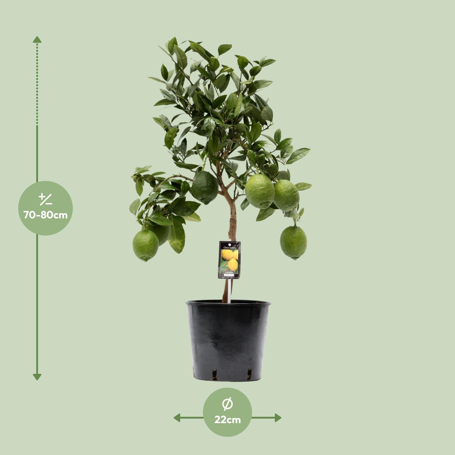 Citrus Lemon - Ø22cm - 80cm Plant Greenify