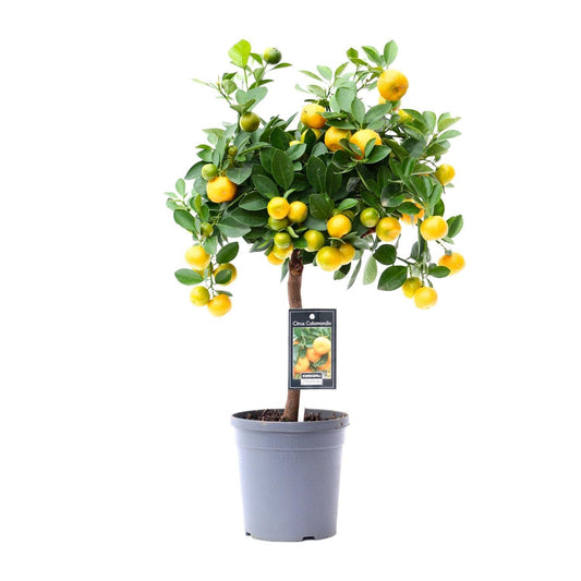 Citrus Calamondin - Ø15cm - 45cm Plant Greenify