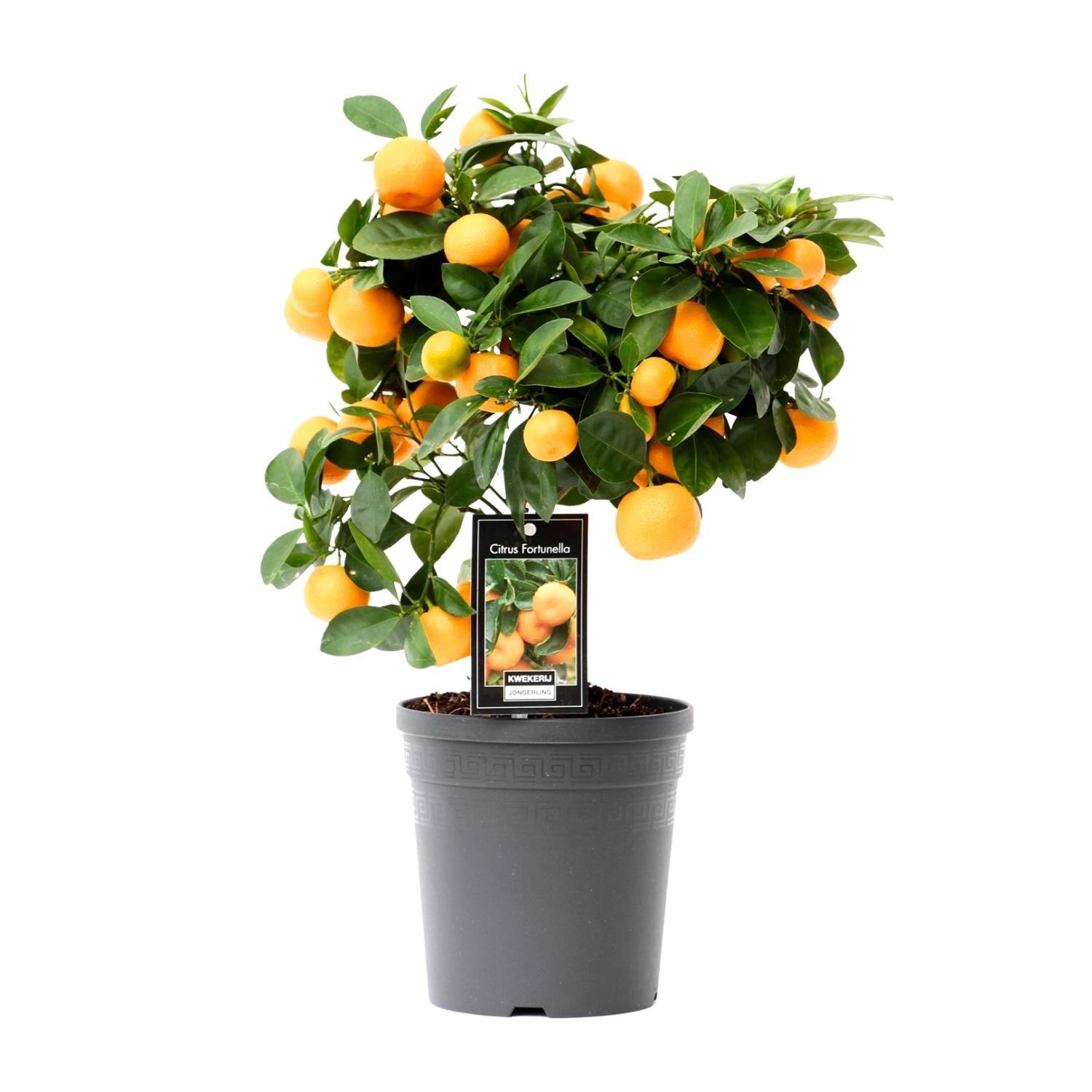 Citrus Calamondin - Ø15cm - 40cm Plant Greenify